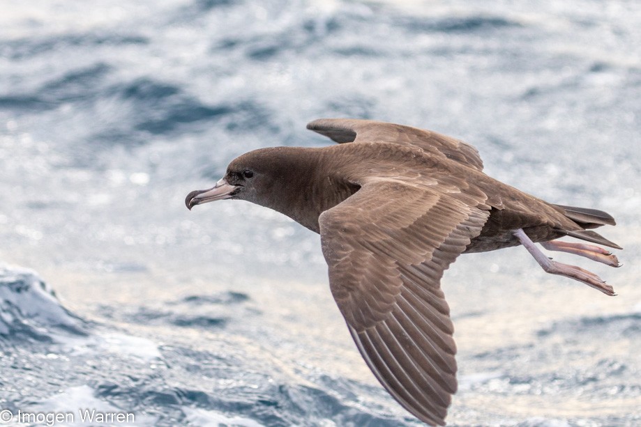 Flesh-footed Shearwater - Imogen Warren