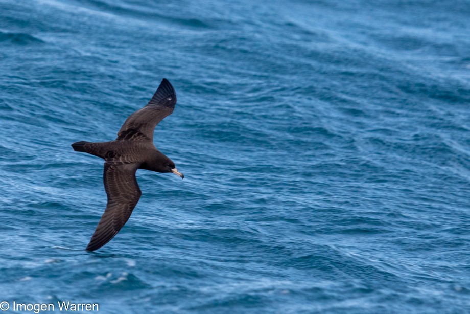 Flesh-footed Shearwater - ML314226551