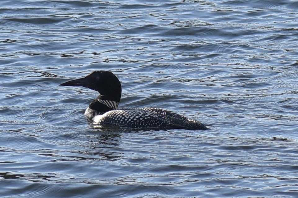 Common Loon - ML31423101