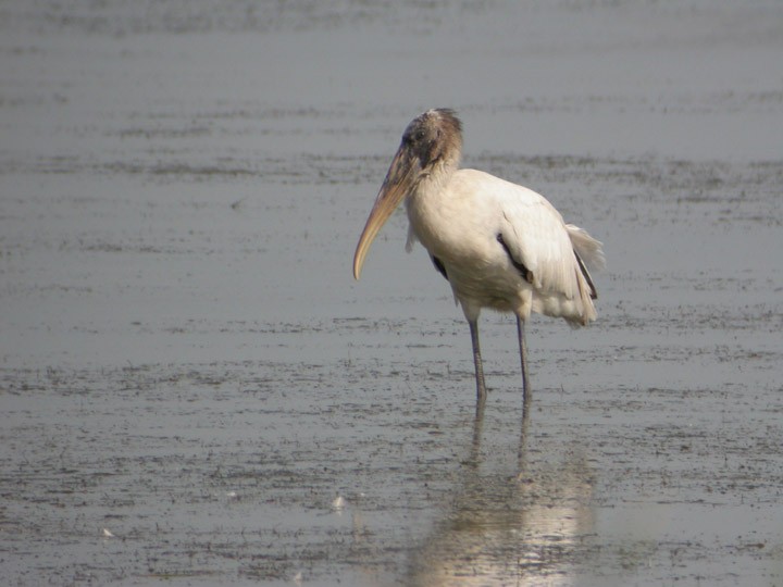 Wood Stork - Matt Gearheart