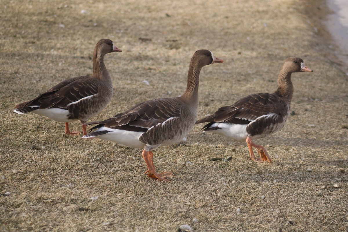 Greater White-fronted Goose - Alexander Linton