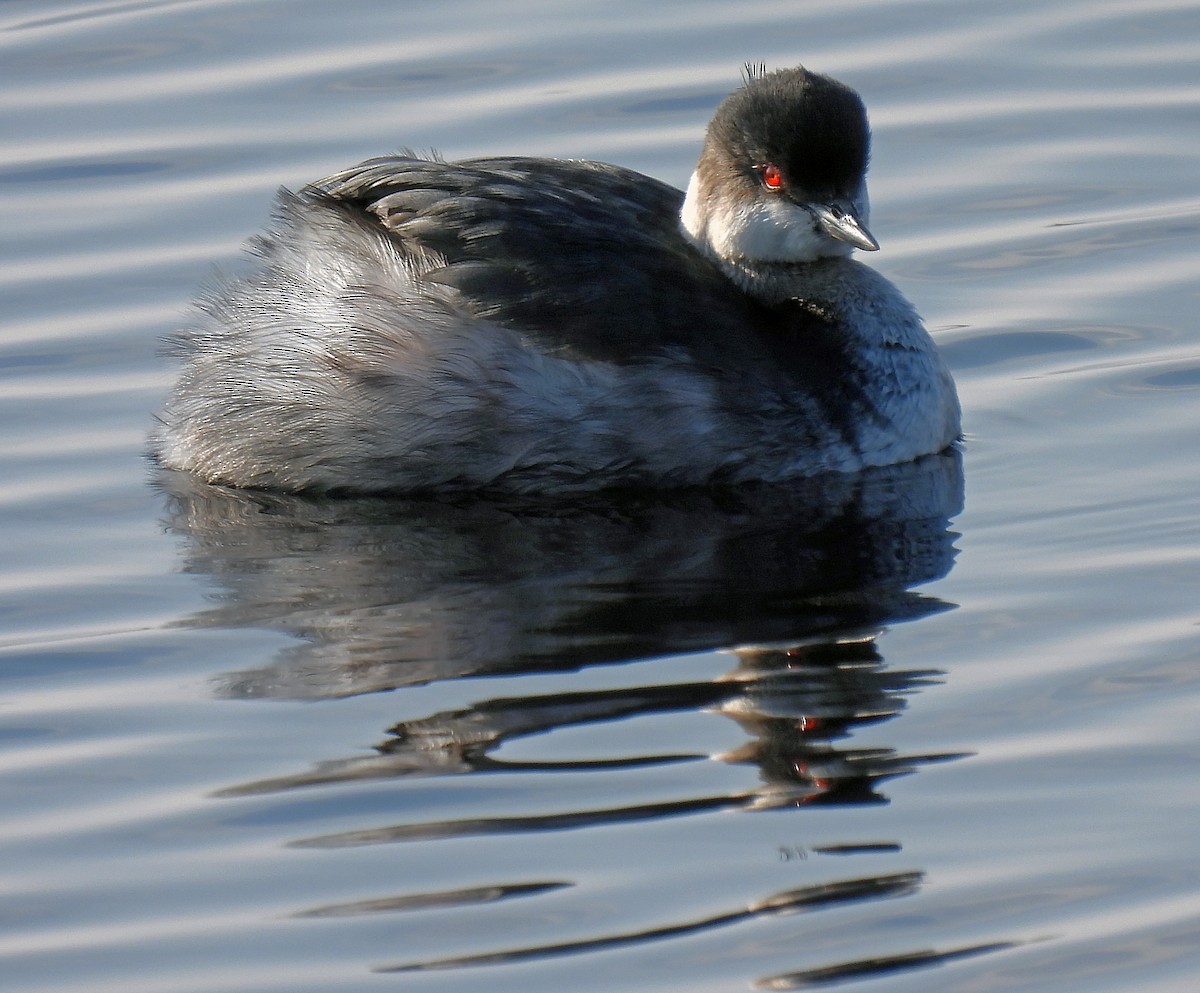 Eared Grebe - ML314232001