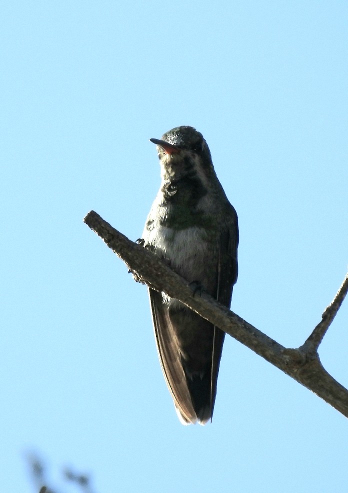 Glittering-bellied Emerald - ML314232331