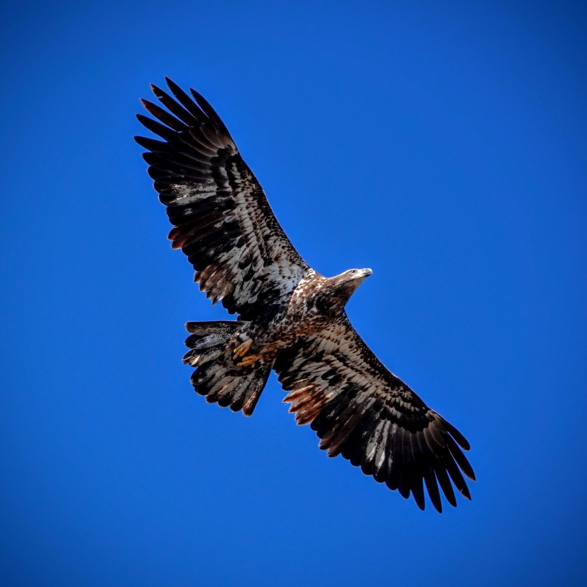 Bald Eagle - Sean Zurbrick