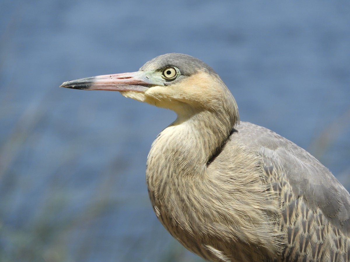 Whistling Heron - ML314235341