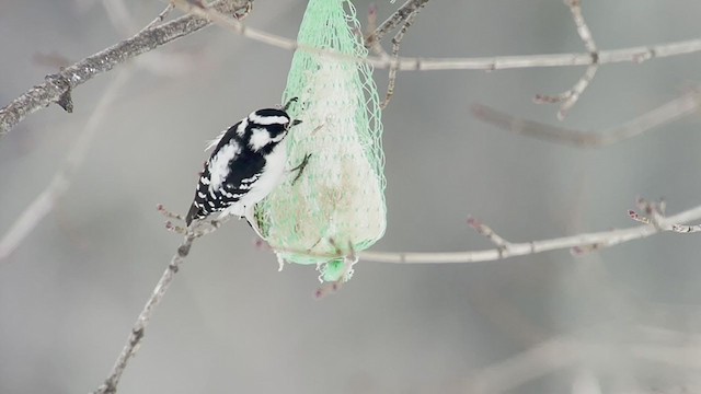 Pic mineur (pubescens/medianus) - ML314235461