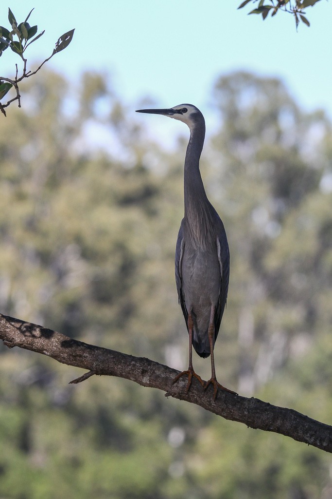 White-faced Heron - ML31423591