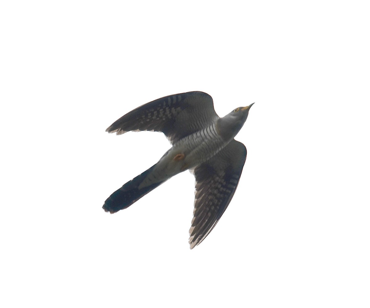 Common Cuckoo - ML31423951