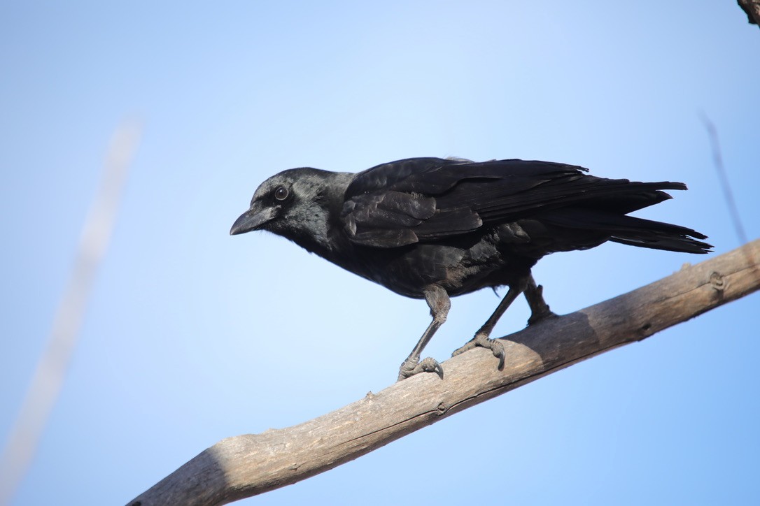 American Crow - ML314241021