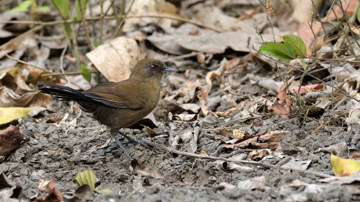 Glutaugen-Ameisenvogel (pacifica) - ML314243211