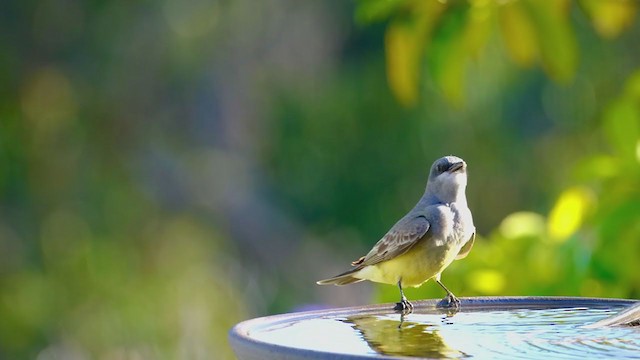 Cassin's Kingbird - ML314245811