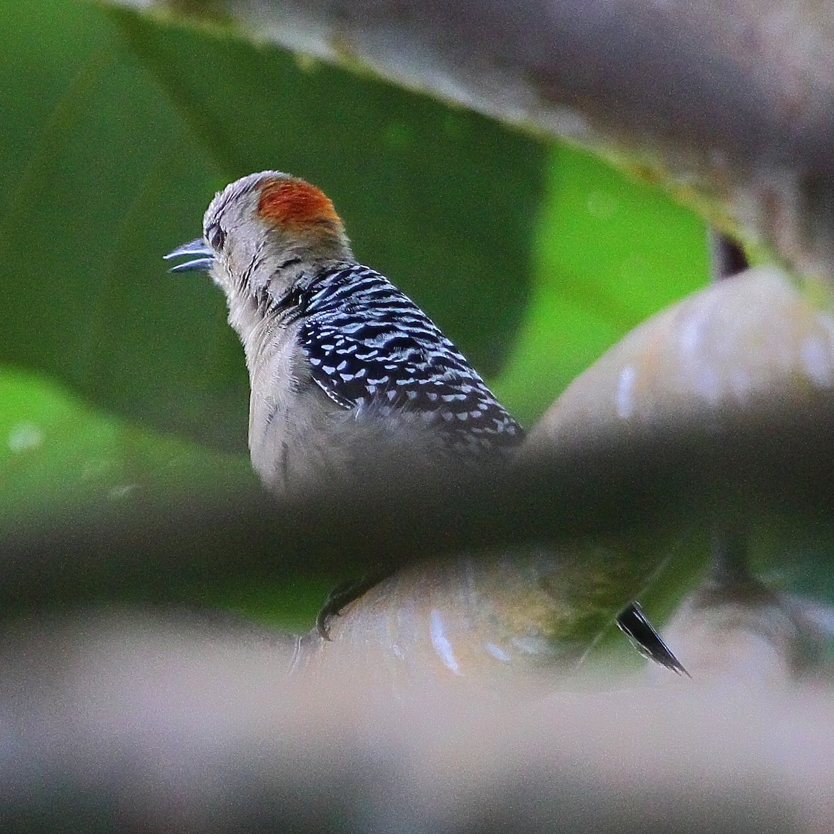 Red-crowned Woodpecker - ML314245911