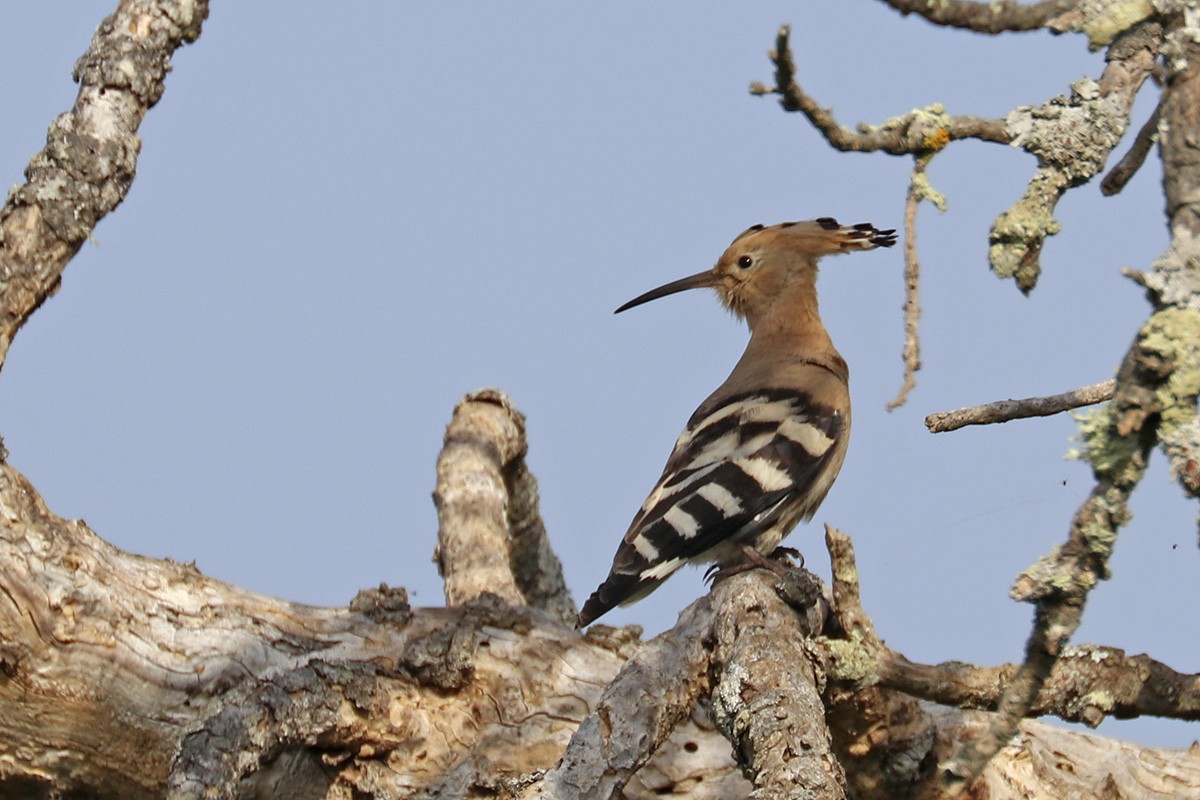 Eurasian Hoopoe - Francisco Barroqueiro