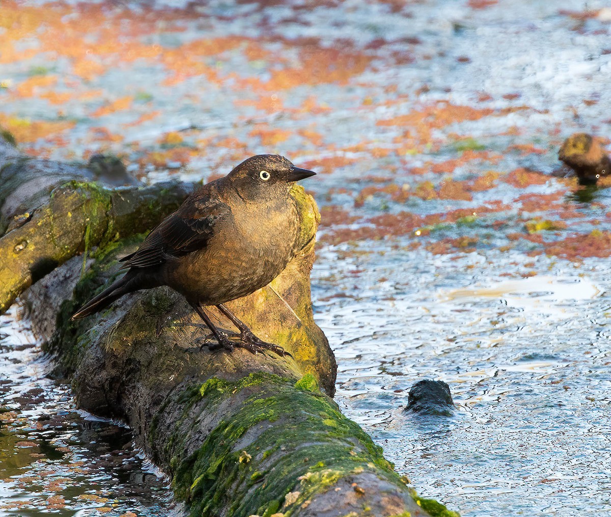 Rusty Blackbird - ML314247241