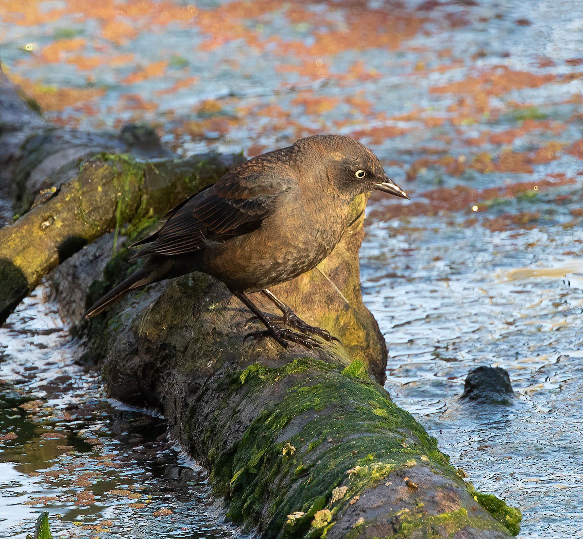 Rusty Blackbird - ML314247251