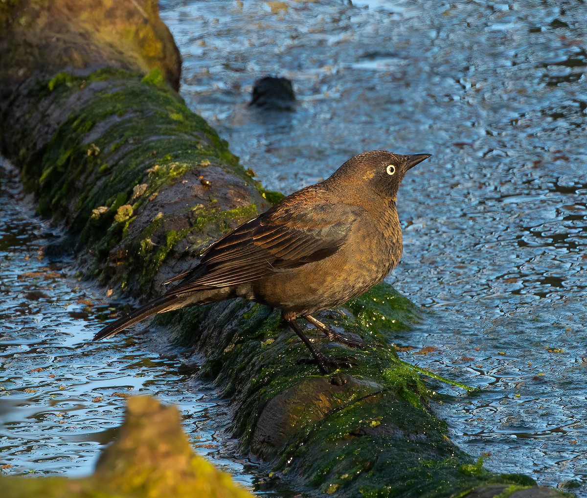 Rusty Blackbird - ML314247261
