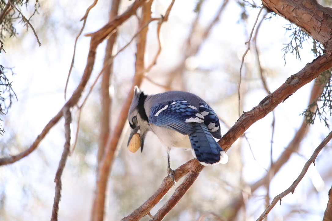 Blue Jay - ML314247361