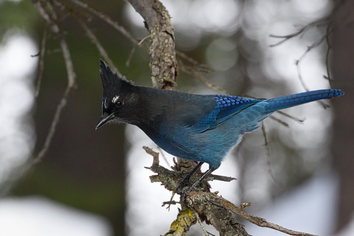 Steller's Jay - ML314248311