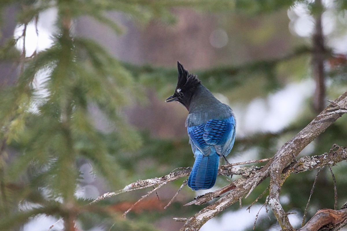 Steller's Jay - ML314248351