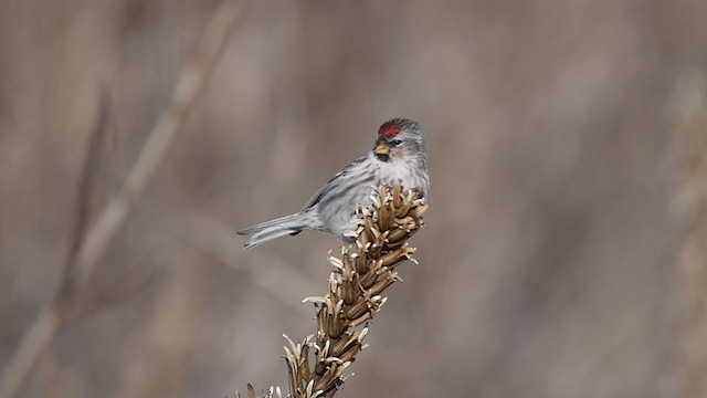 Common Redpoll - ML314248521