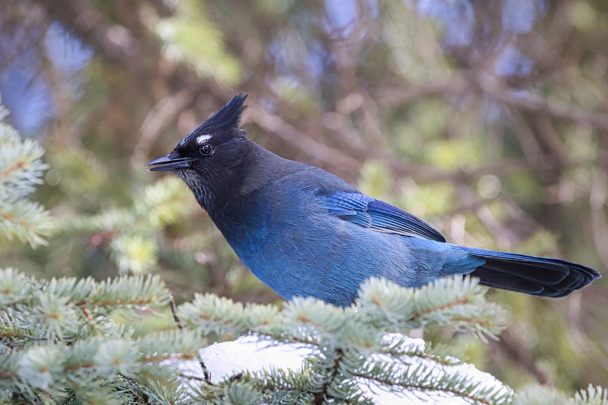 Steller's Jay - ML314248641