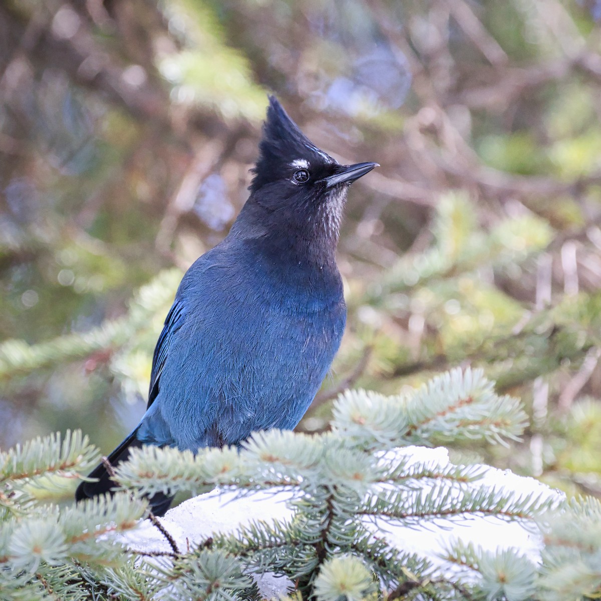 Steller's Jay - ML314248671