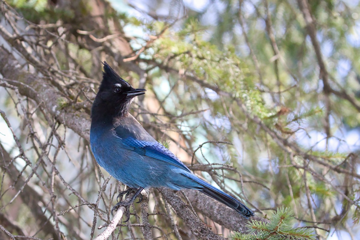 Steller's Jay - ML314248731