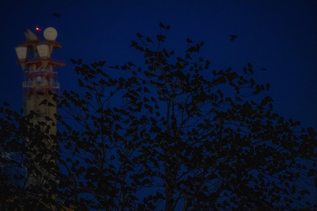 American Crow - ML314249681