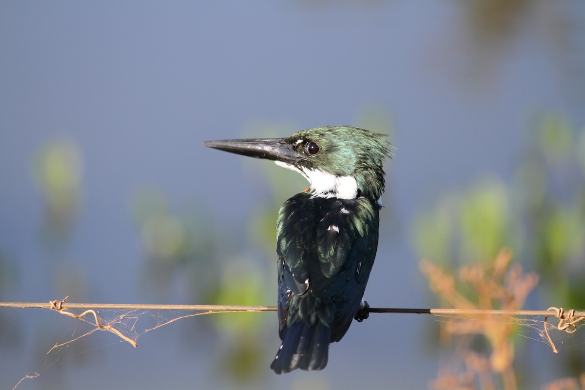 Green Kingfisher - ML31424971