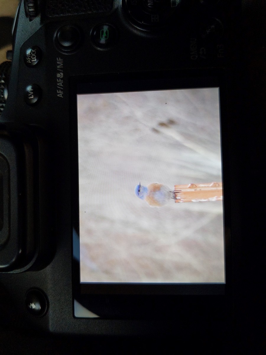 Western Bluebird - River Corcoran