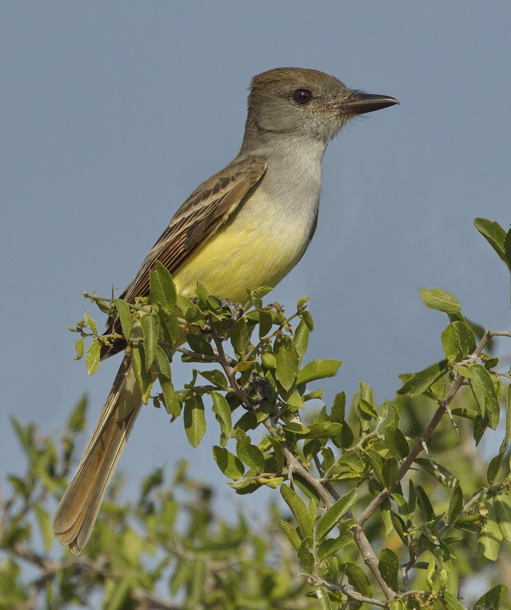 Brown-crested Flycatcher - ML314249831