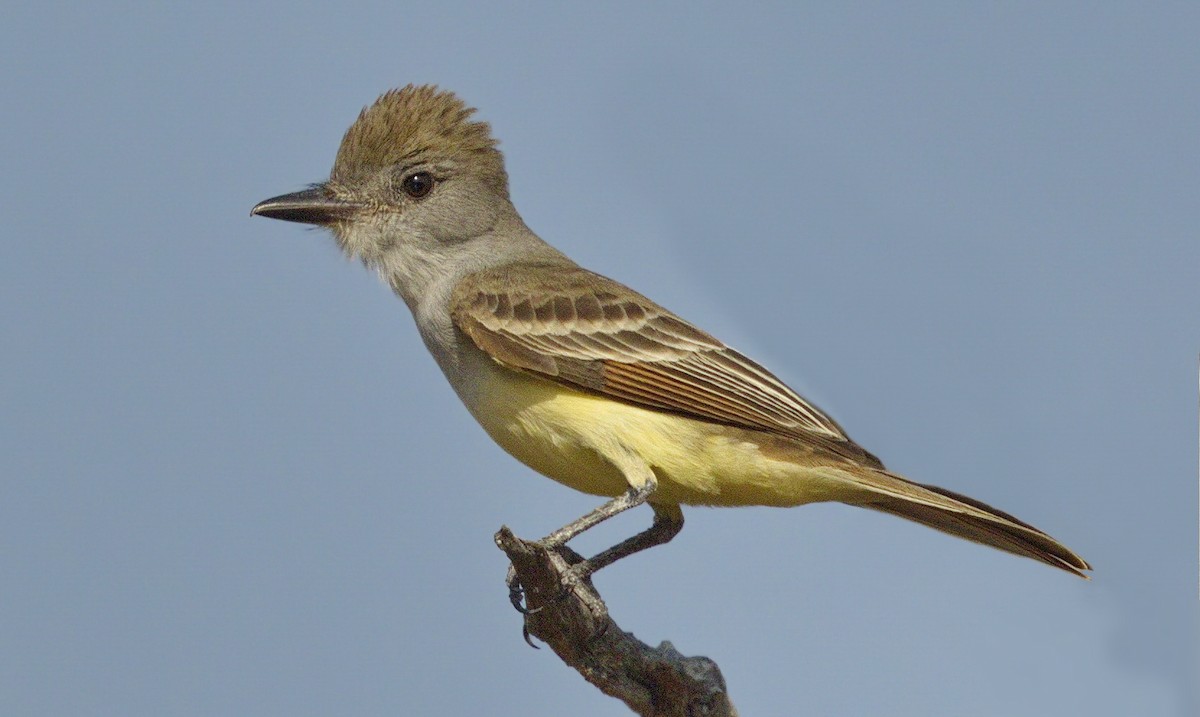 Brown-crested Flycatcher - ML314249871