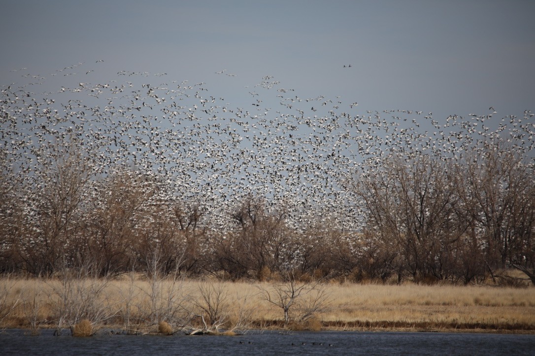 Snow Goose - ML314251461