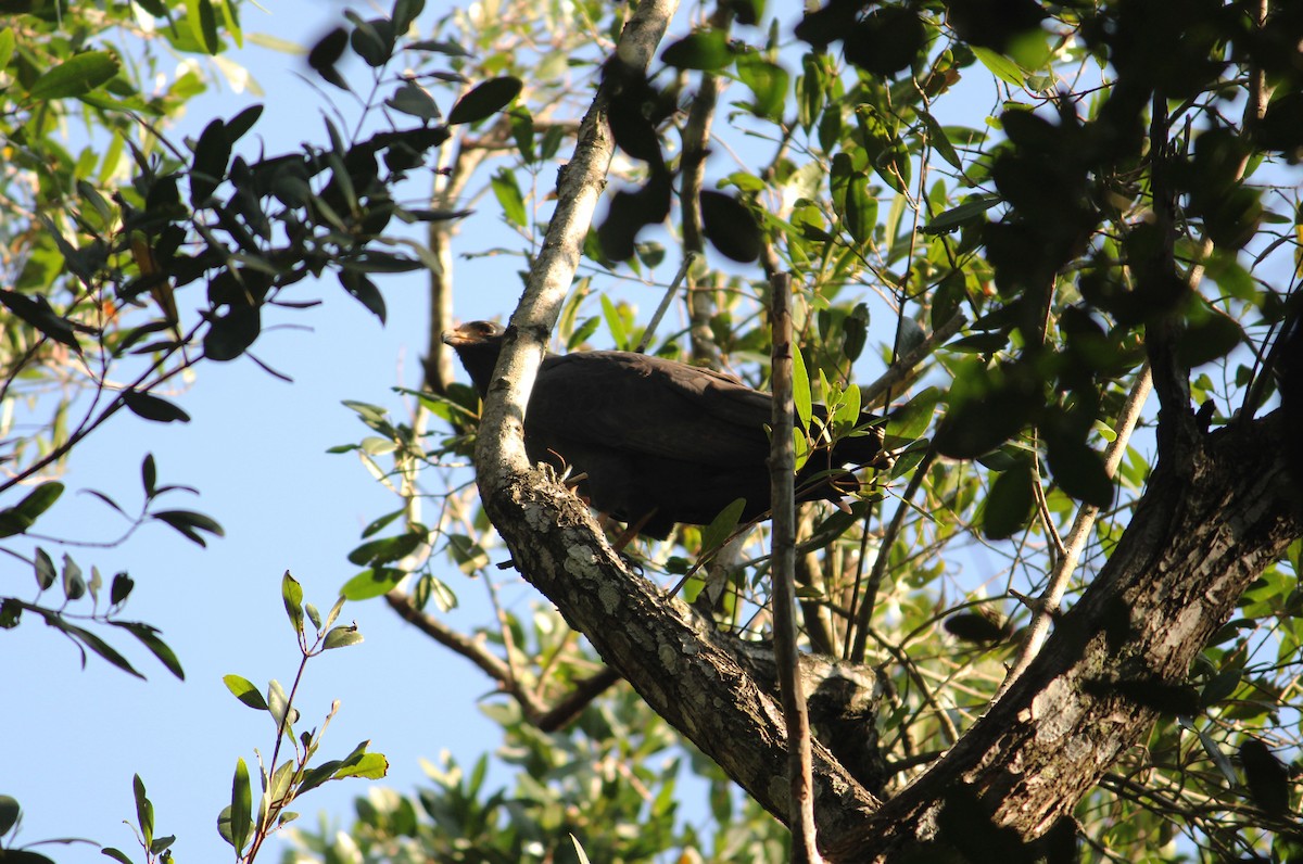 Common Black Hawk - ML314251501