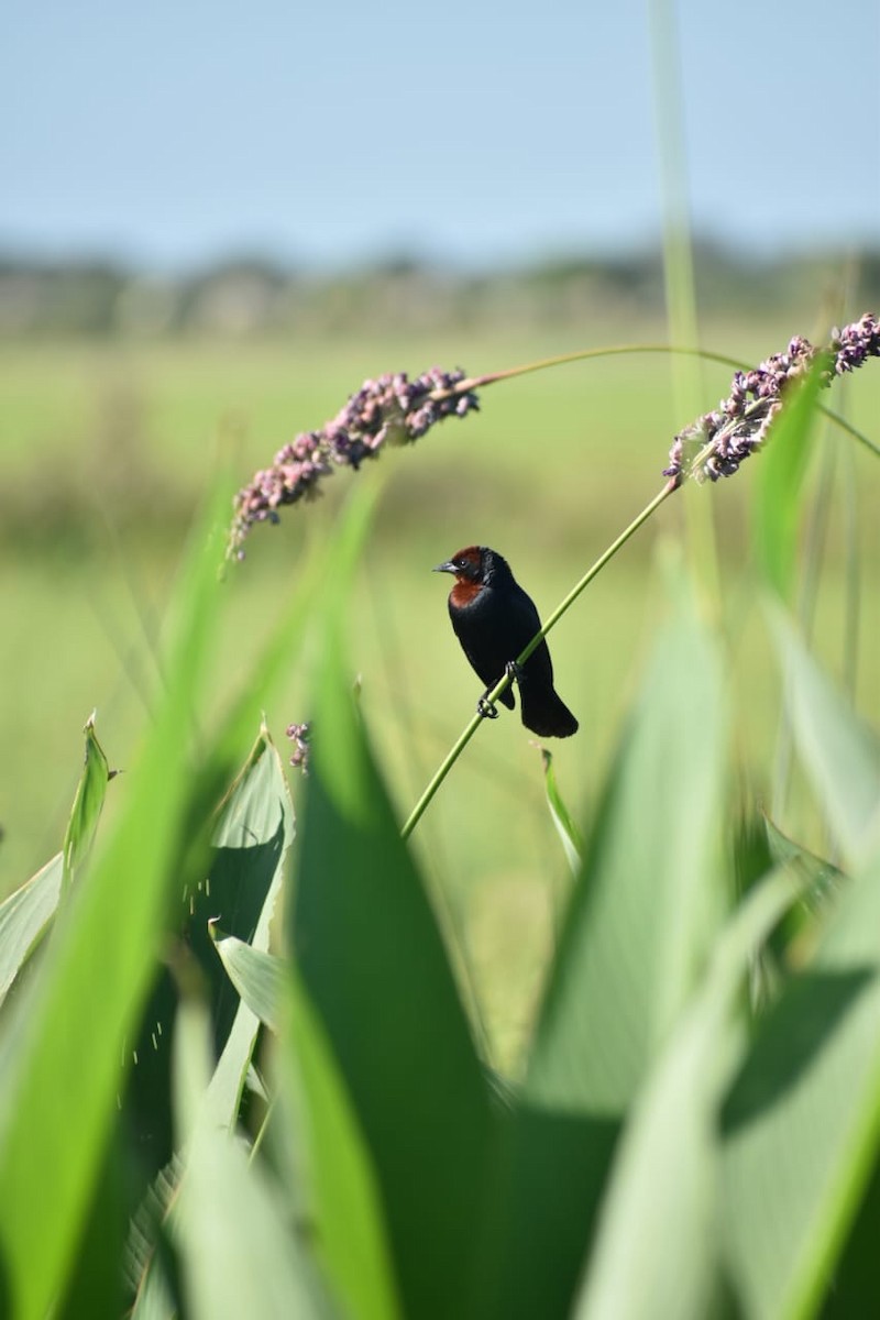 Chestnut-capped Blackbird - ML314252241