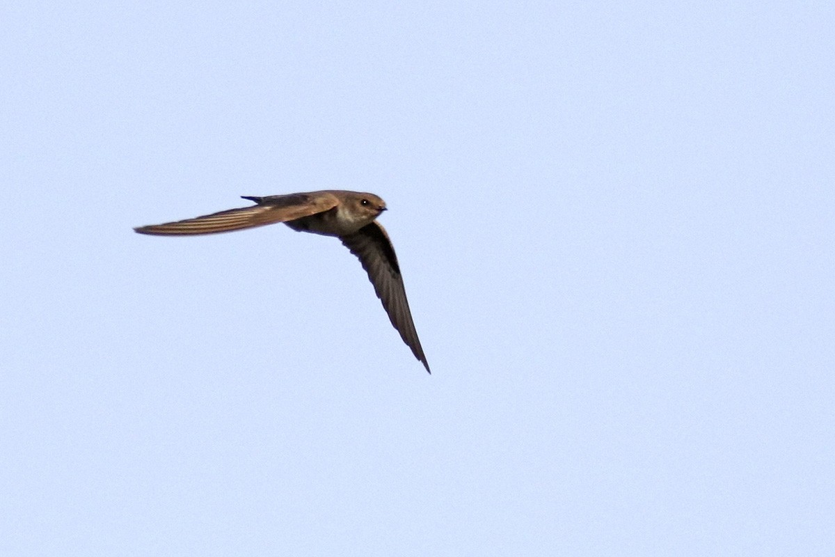 Eurasian Crag-Martin - Francisco Barroqueiro