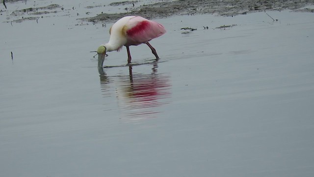 Roseate Spoonbill - ML314253941