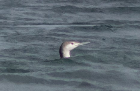 Red-throated Loon - Peter Bedrossian