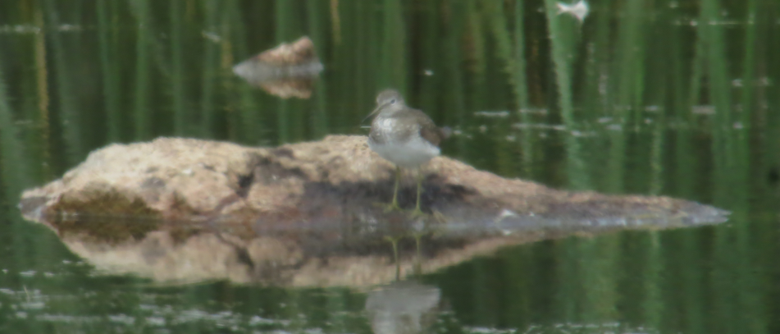 Solitary Sandpiper - ML31425581