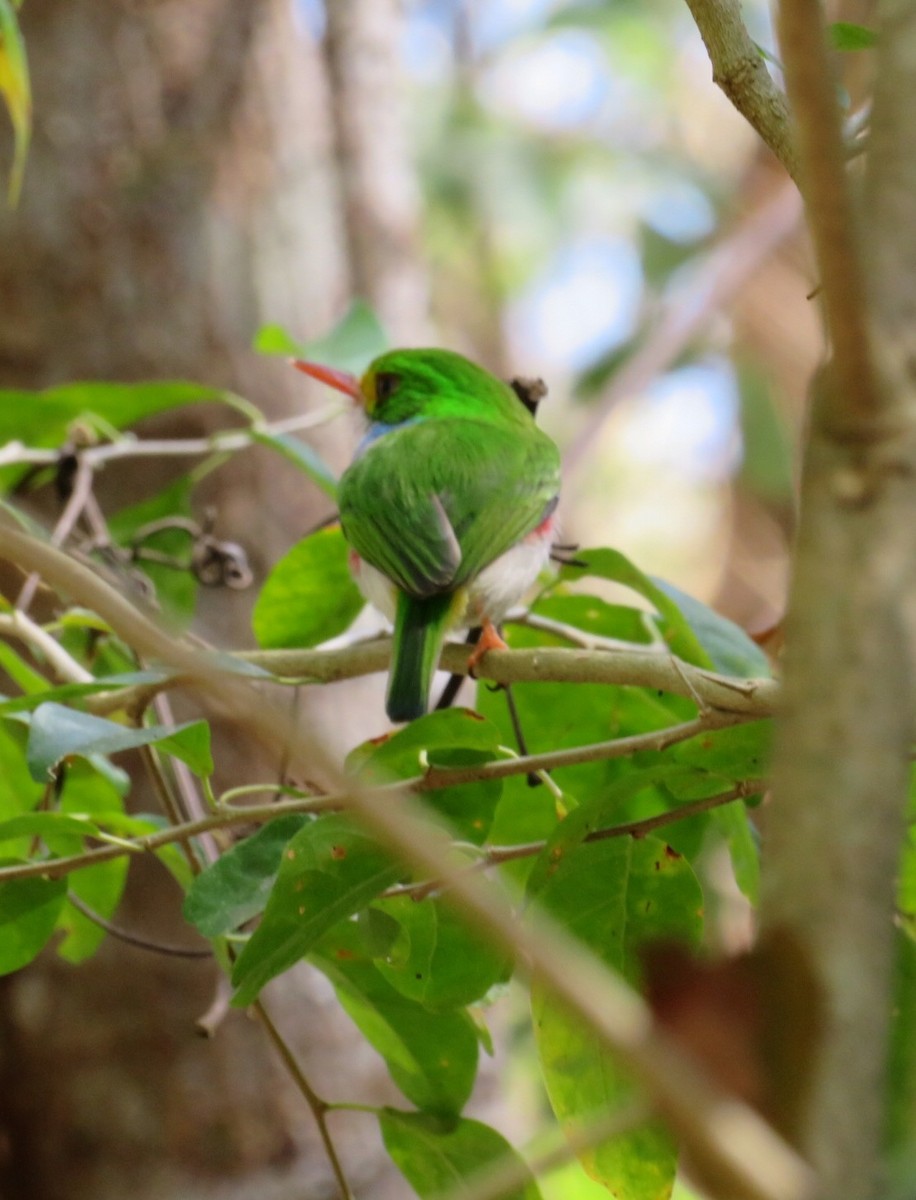 Cuban Tody - ML314255941