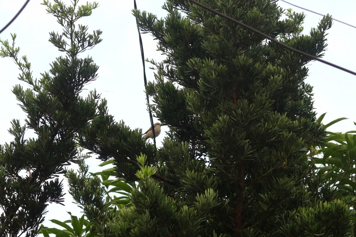 Brown Shrike (Philippine) - ML314256151