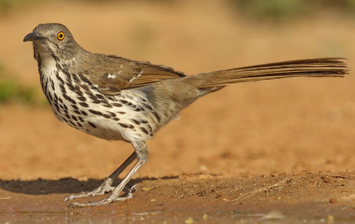 Long-billed Thrasher - ML314257391