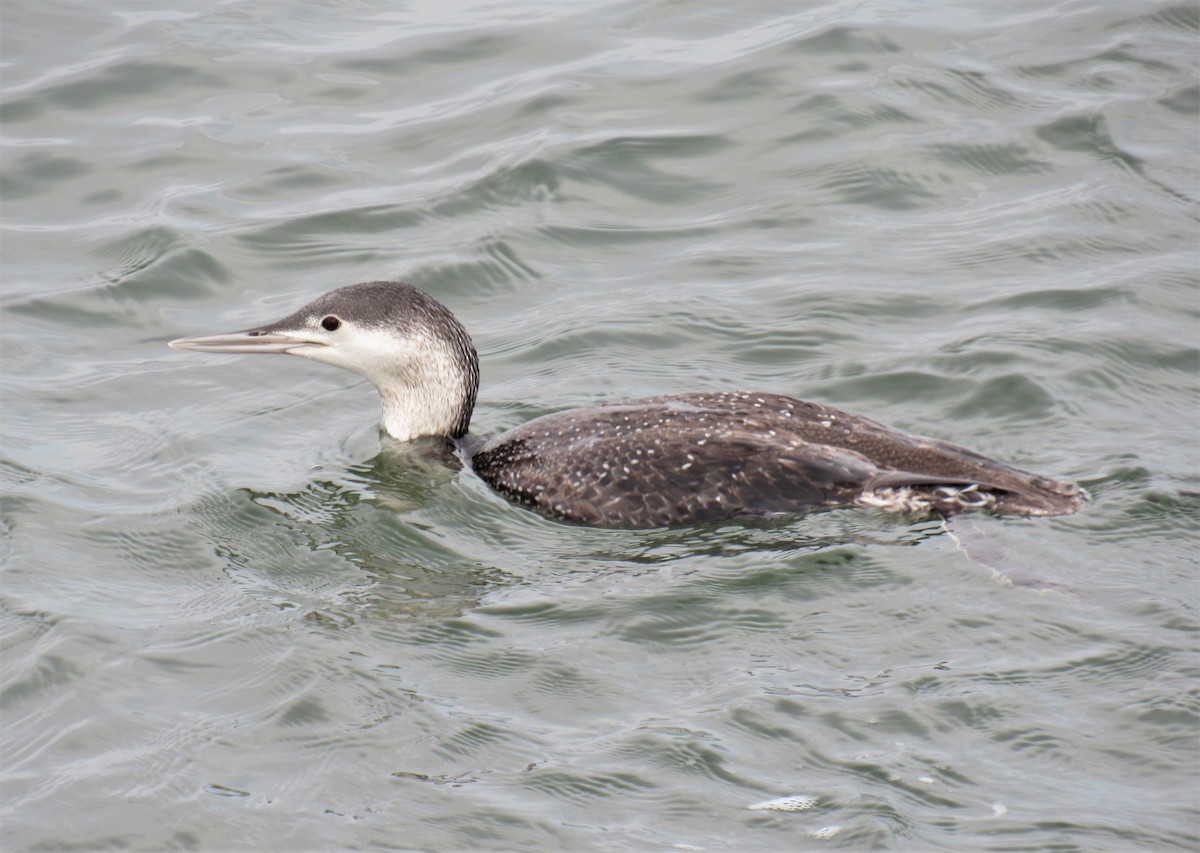 Red-throated Loon - ML314258031
