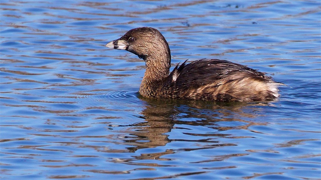 Pied-billed Grebe - Ed Harper