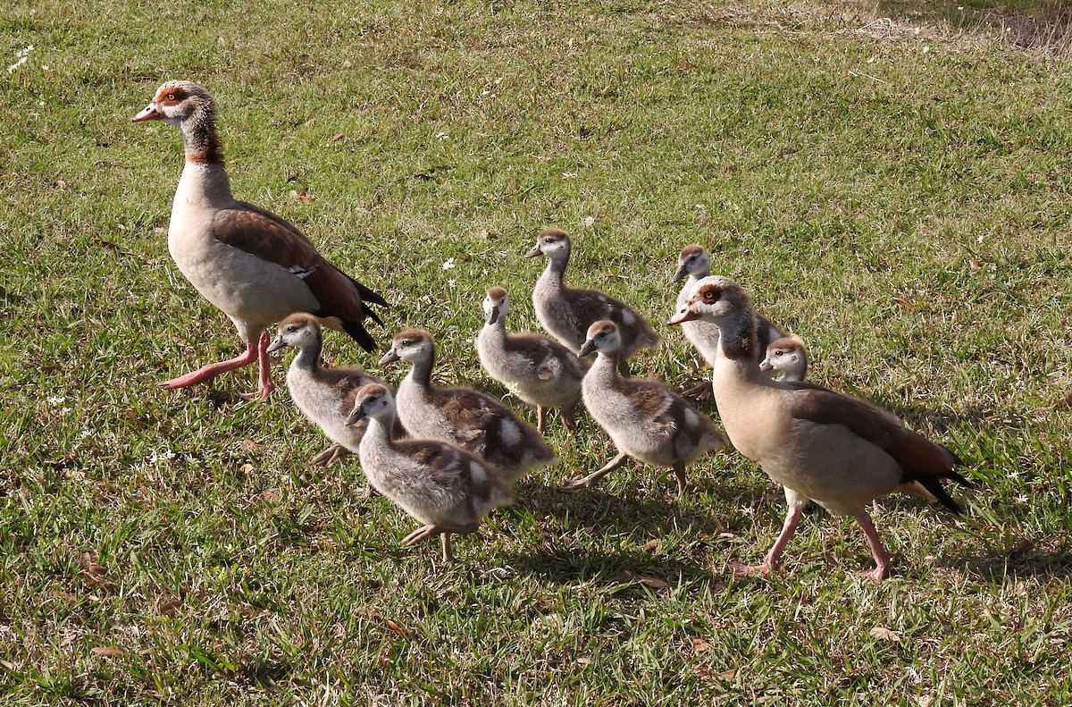 Egyptian Goose - ML314259551