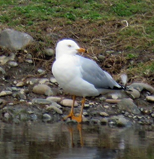 Ring-billed Gull - ML314259731