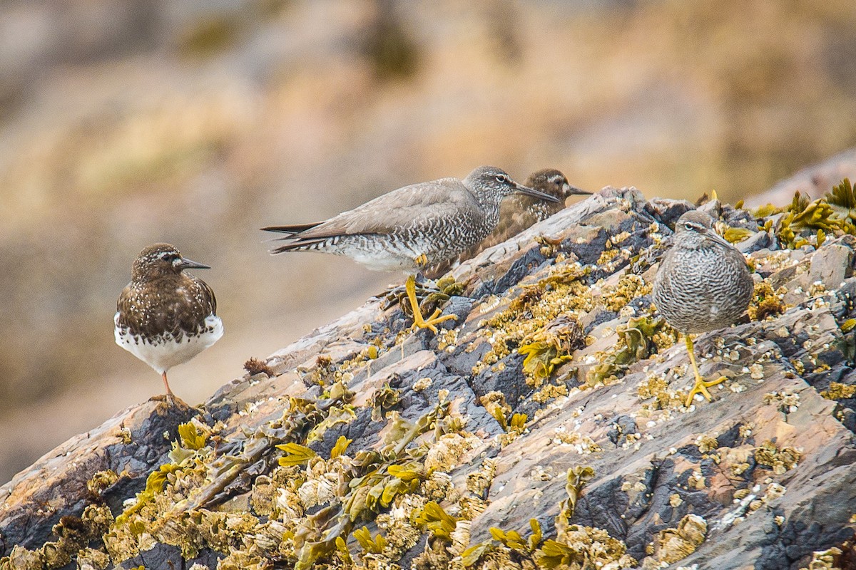 Wandering Tattler - Ivan Dubinsky