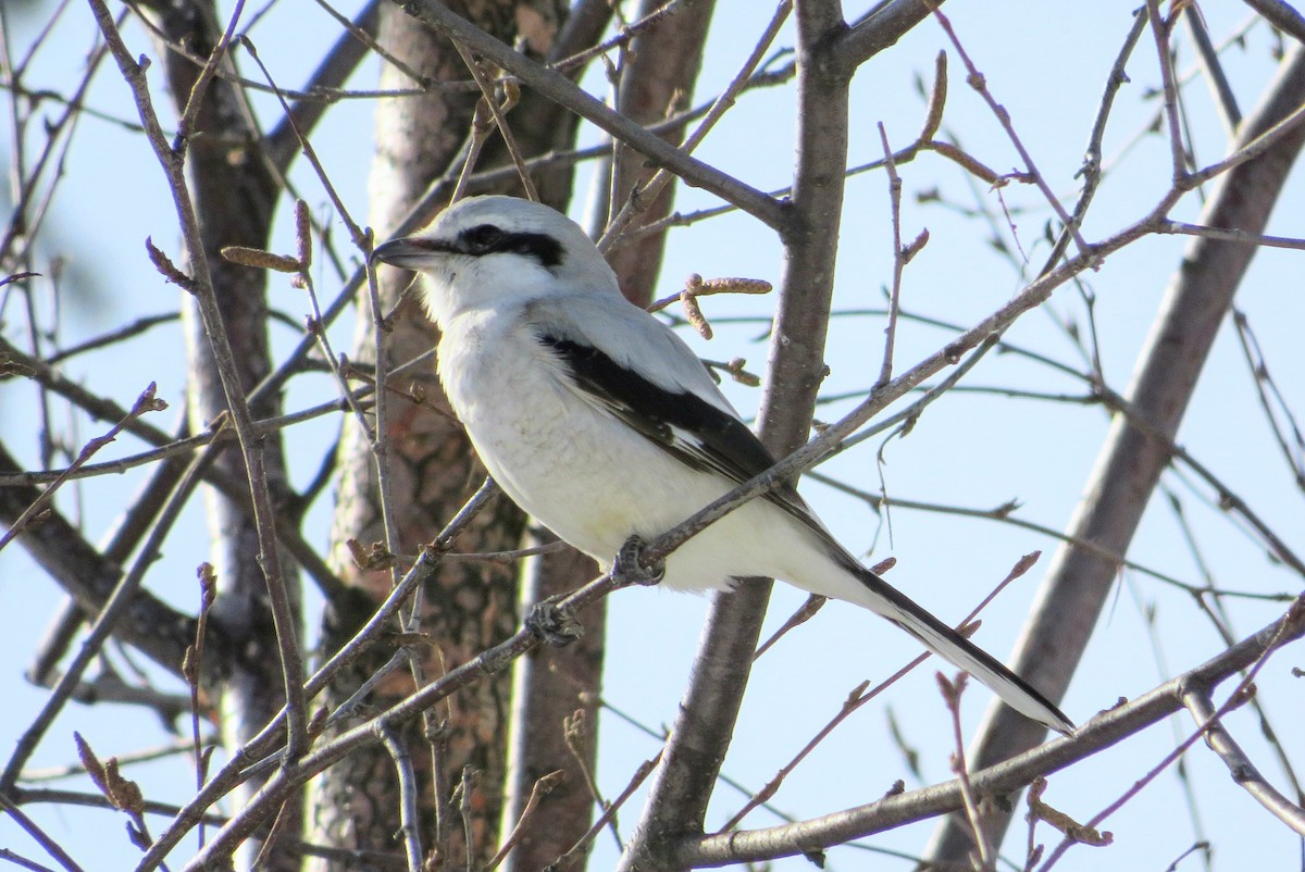 Northern Shrike - ML314265211