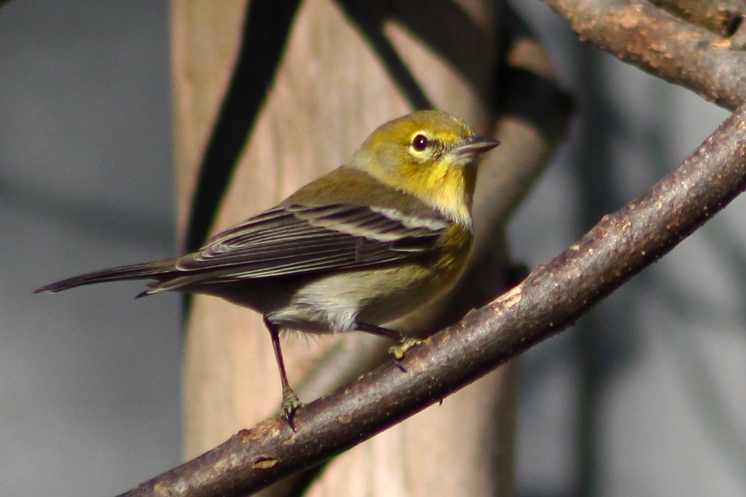 Pine Warbler - ML314267401