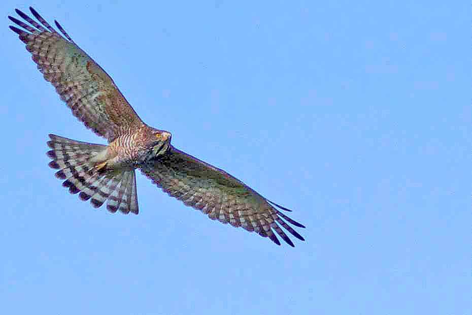 Gray-faced Buzzard - ML314267971